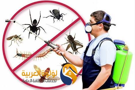 بريق اللؤلؤة شركة رش مبيدات حشرية ببريدة