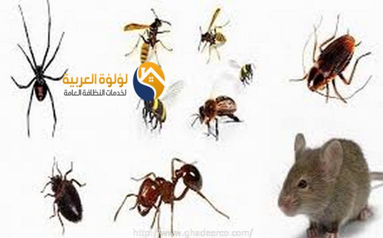 pest-control-company-in-qusaim