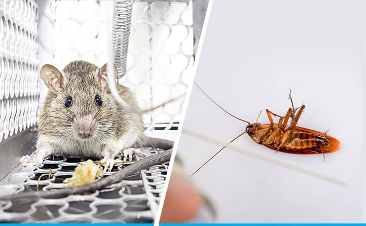 بريق اللؤلؤة لمكافحة الصراص شركه مكافحه صراصير ببريدة شركة مكافحة الحشرات