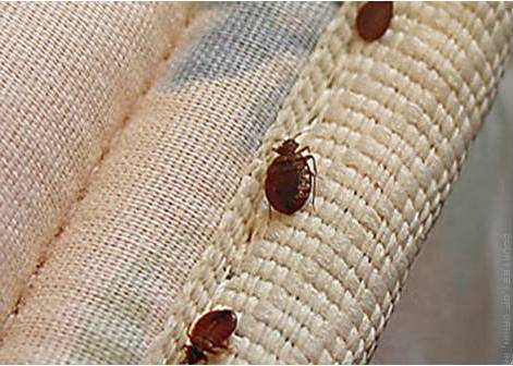 افضل شركة مكافحة بق ببريدة